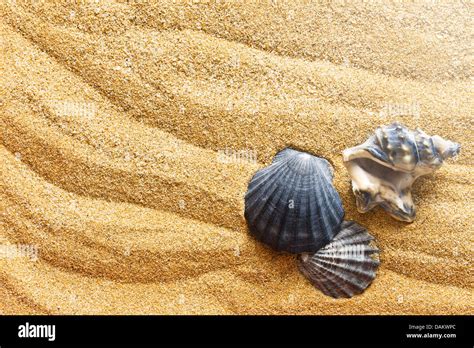 The Sea Shells On Sand Stock Photo Alamy