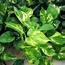 Pothos Plant Care 101 Houseplant Guide  HerbSpeak