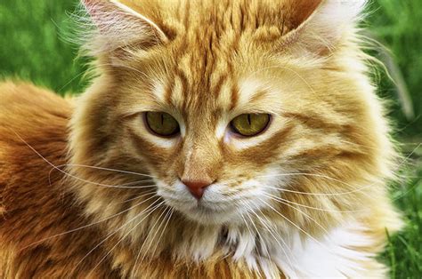 long haired tabby cat breeds mfimaginganddesign