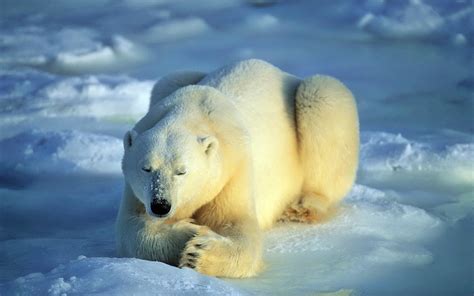 Polar Bear Sleeping On Ice Hd Wallpaper Wallpaper Flare
