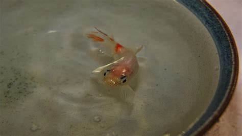 Goldfish Raised In A Bowl Interacts With A Human