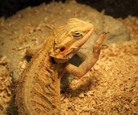 4 Reasons Your Bearded Dragon is Waving - Family Pet Planet