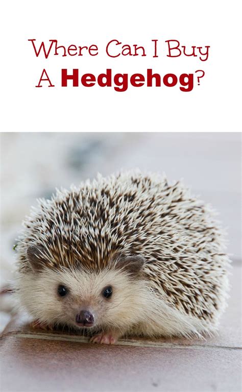 Where To Buy A Hedgehog