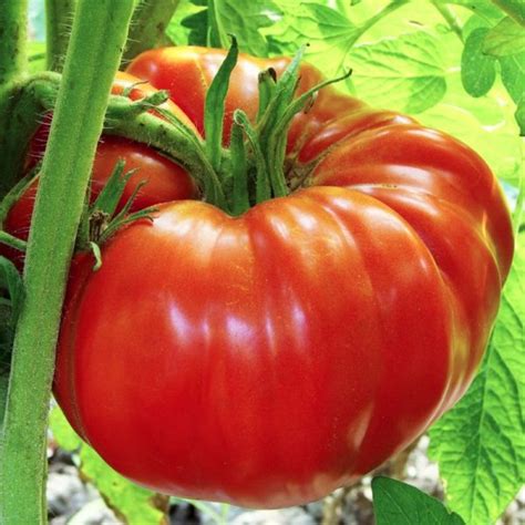 23 Popular Heirloom Tomatoes To Grow For Rich Taste And