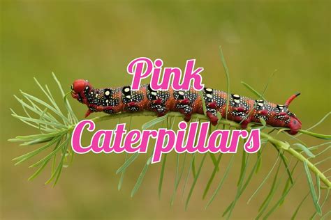 Caterpillar Identification Chart Hot Sex Picture