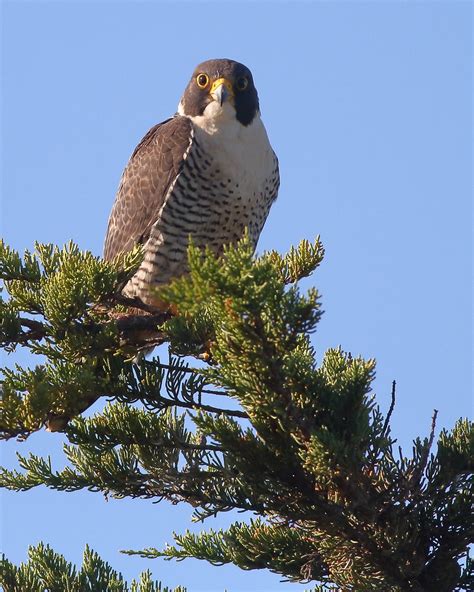 Peregrine Falcon Sonoma County California Andrew Johnson Flickr