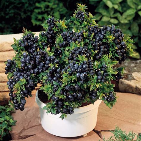 How To Grow Blueberries In Containers Indoor Plant Care
