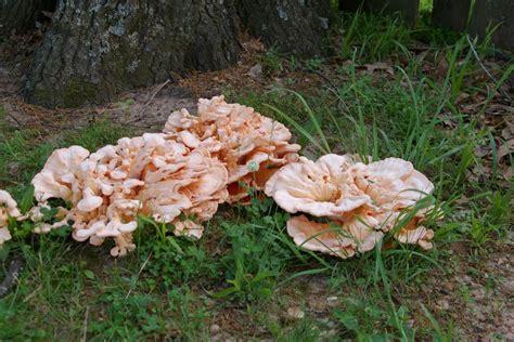 Great Chicken Of The Woods But Which Mushroom Hunting And