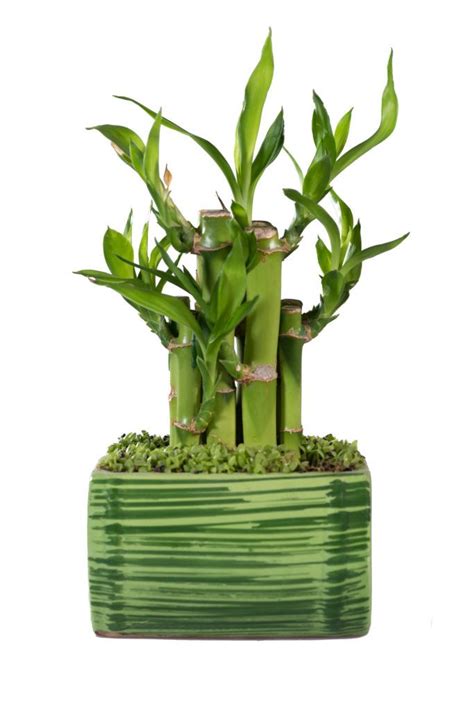 Caring Tips For Your Lucky Bamboo Plant Lucky Bamboo