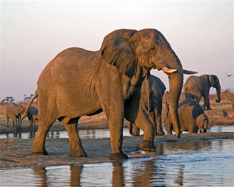 Elephant Poaching Update - Friends of Hwange Trust