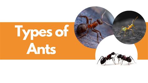 How Many Types Of Ants Are In The World Types Of Ants