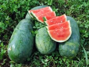 Strawberry Watermelon, 3 g : Southern Exposure Seed Exchange, Saving ...