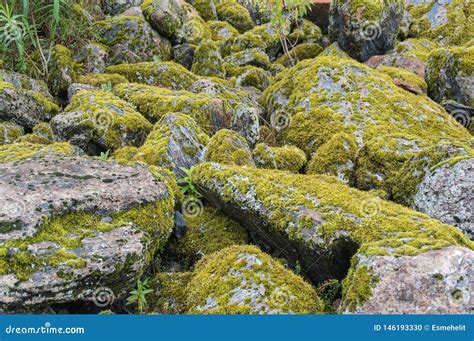 Stones Rock Covered With Moss In The Forest Stock Photo Image Of