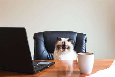 Business Cat In Office Photo Image Finder