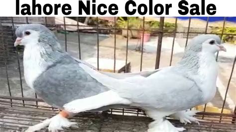 Lahorenicecolorgoodqaultyfancypigeonforsale91 86899 00267