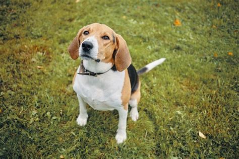 How To Stop A Beagle Barking The Quick And Easy Way