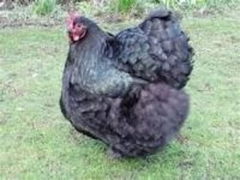The Best 10 Dual Purpose Chicken Breeds For Eggs And Meat Hubpages