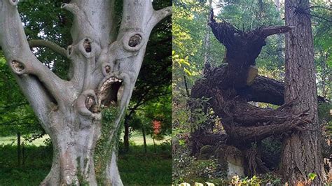 15 Creepy Trees You Didnt Know Existed Youtube