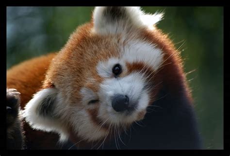Hi Res Photos Of Cute Little Red Pandas Dont You Just Love Them