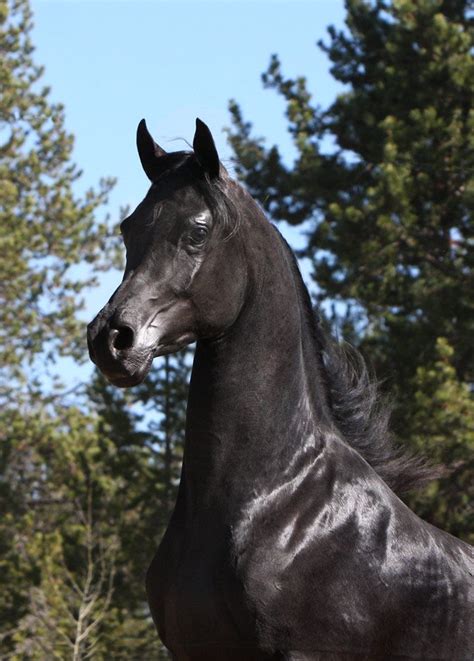 55 Best Ferric Bp Of Birch Park Arabians Images On Pinterest Black Arabian Horse Arabian