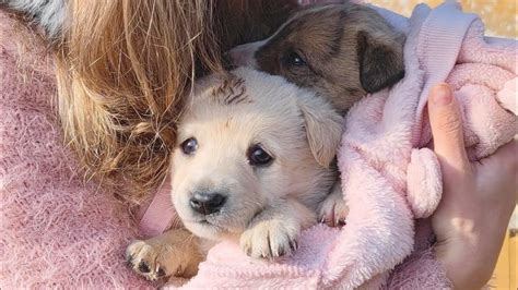 Two Abandoned Puppies Ride Home With Their Rescuers For The First Time