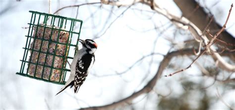 Here's how to go about attracting woodpeckers to your yard. Best Ways To Attract Woodpeckers To Your Backyard
