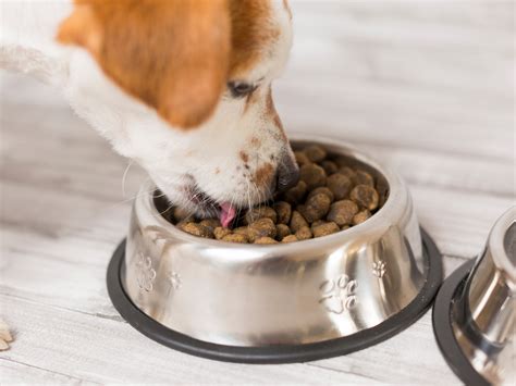 Pets Food Expert The W Guide