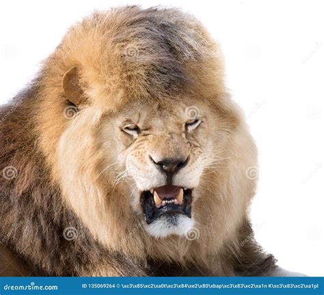 Lion Fury Stock Photo Image Of Ferocious Emotion Animal 135069264