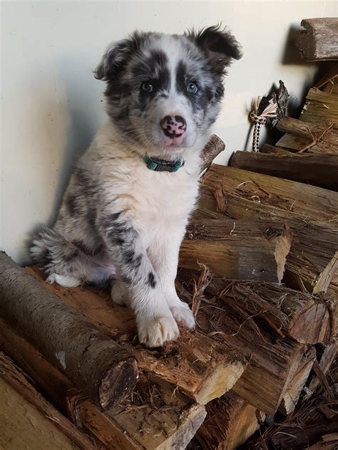 Blue Merle Collie Puppy
