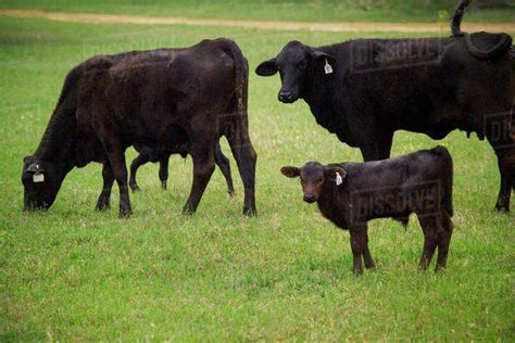 Agriculture Black Angus Cowcalf Pairs Grazing On A Healthy Green Pasture Tennessee Colony