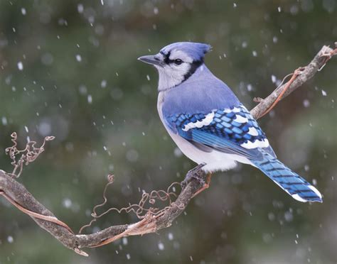 A blasting jeer comes from a blue jay in the big oak. Beautiful Blue Jay | Shutterbug