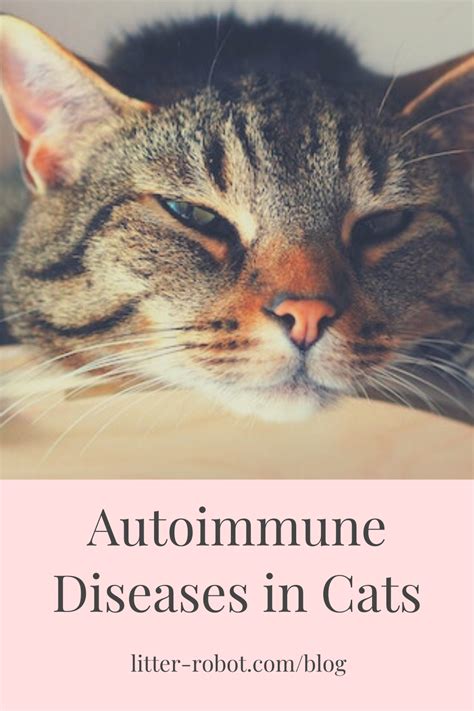 Autoimmune Diseases In Cats Learn More On Litter Robot Blog