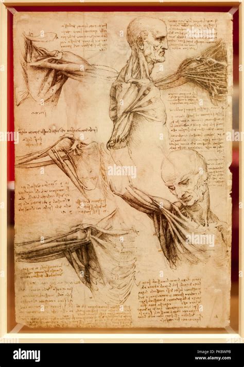 Leonardo Da Vincis Human Arm Muscle Anatomical Drawing At The Queens
