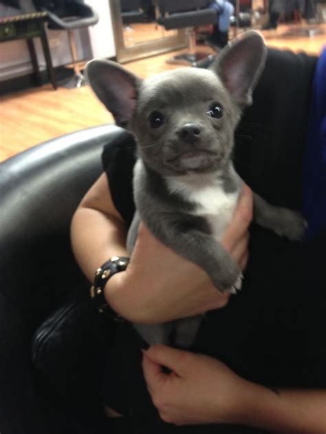 He will be ready for his new forever. 39 best Corgi chihuahua mix puppies images on Pinterest ...