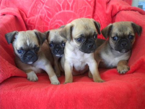 Pug Puppies For Sale Pets4homes Chug Puppies Puppies And Kitties