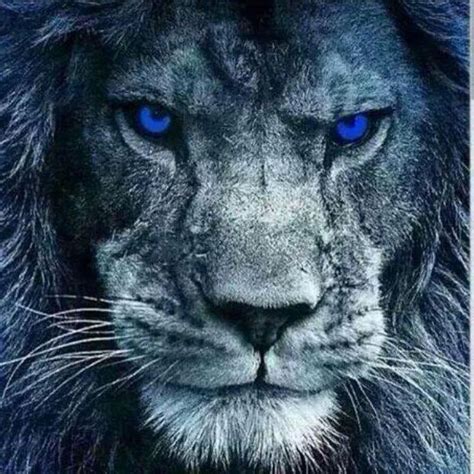Blue Eyes Lions Lion Pictures Lion