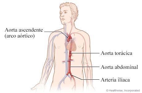 Anatomia De La Aorta Hot Sex Picture