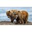 Brown Cub Bears 4K HD Animals Wallpapers  ID 50507