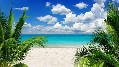 Tropical Beach Leading To Blue Waters 4k Ultra Hd Wallpaper