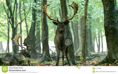 A Herd Of Fallow Deer Or Chital Hoofed Ruminant Mammals Cervidae
