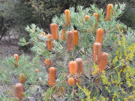Banksia Spinulosa ‘honey Pots Gardening With Angus