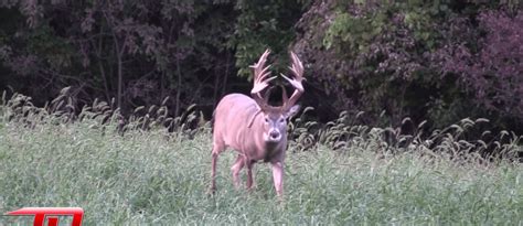 The Franz Buck The Largest Free Range Whitetail Ever