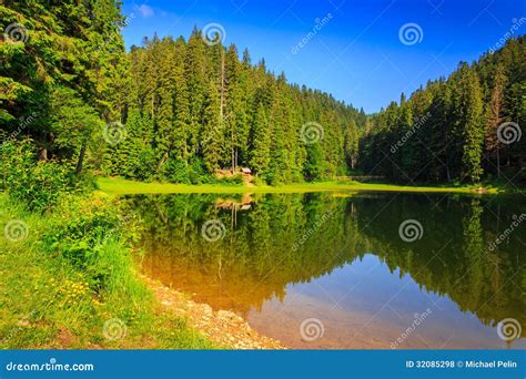 Pine Forest And Lake Early In The Morning Royalty Free Stock Photos