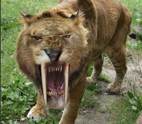 Get To Know The Barbary Lion The Largest Lion Subspecies