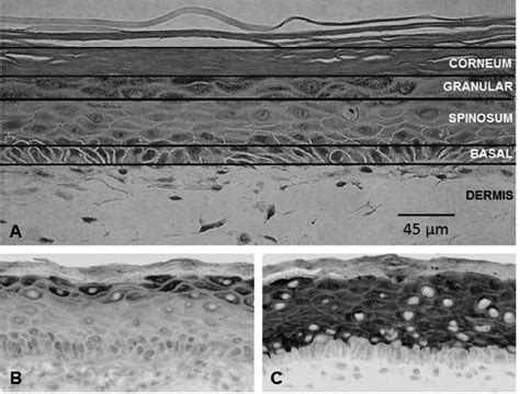 Representative Histological Sections Showing Morphology And Download Scientific Diagram