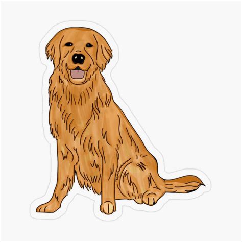 Golden Retriever Transparent Sticker By Kmsnyder Golden Retriever