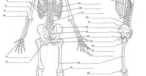 A standard anatomical position describes the relation of body parts to one another as a person is standing with the body erect, the arms at the side, and the face and palms directed forward. anatomy labeling worksheets - Google Search | I Heart ...