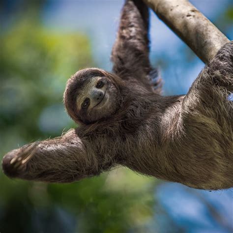 5 Odd And Amazing Facts About Sloths These Unusual Animals Are Famous