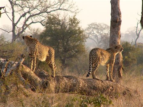 Beautiful Animals Safaris The Fastest Cheetah In The