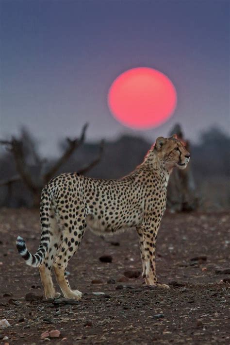 All Sizes Cheetah At Sunset Flickr Photo Sharing